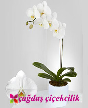 Orkide Gnder